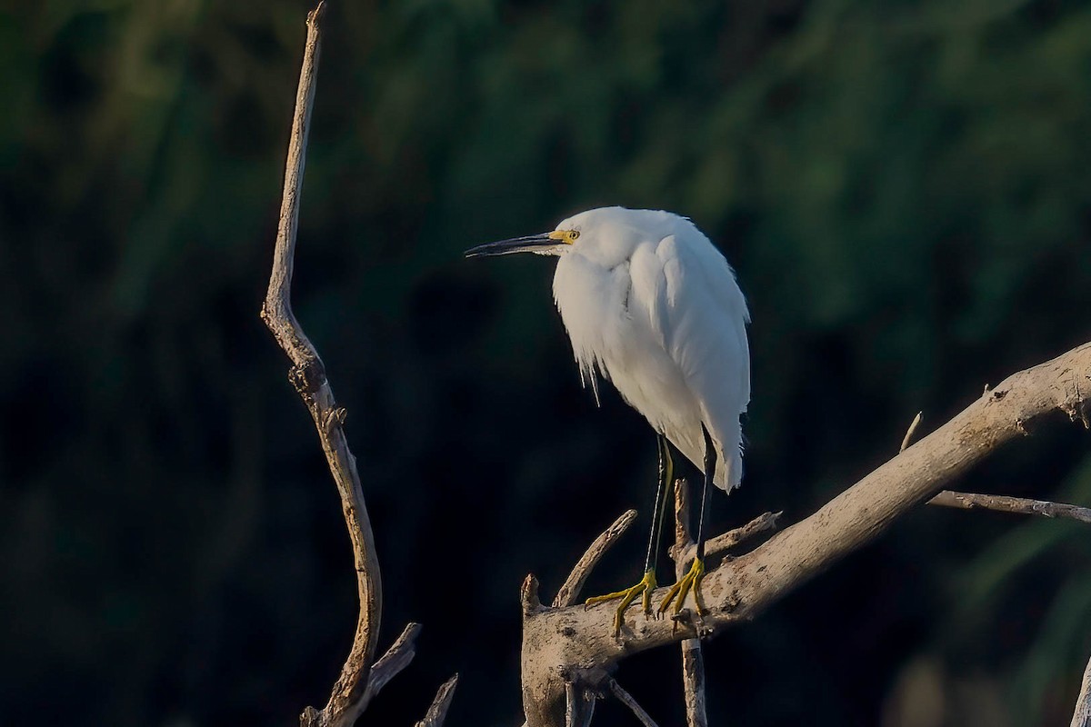 Snowy Egret - ML646822557