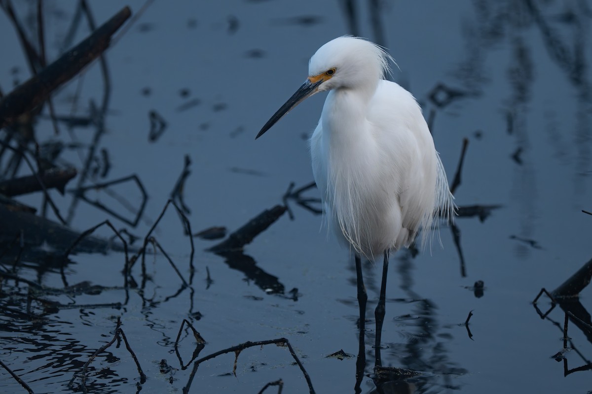 Snowy Egret - ML646822558
