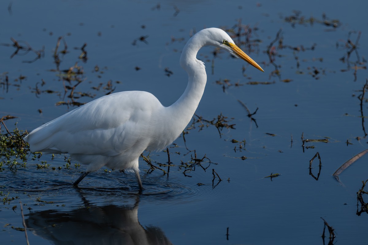 Great Egret - ML646822560