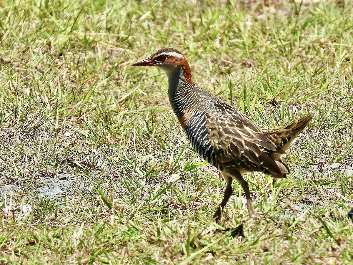 chřástal páskovaný - ML646822561