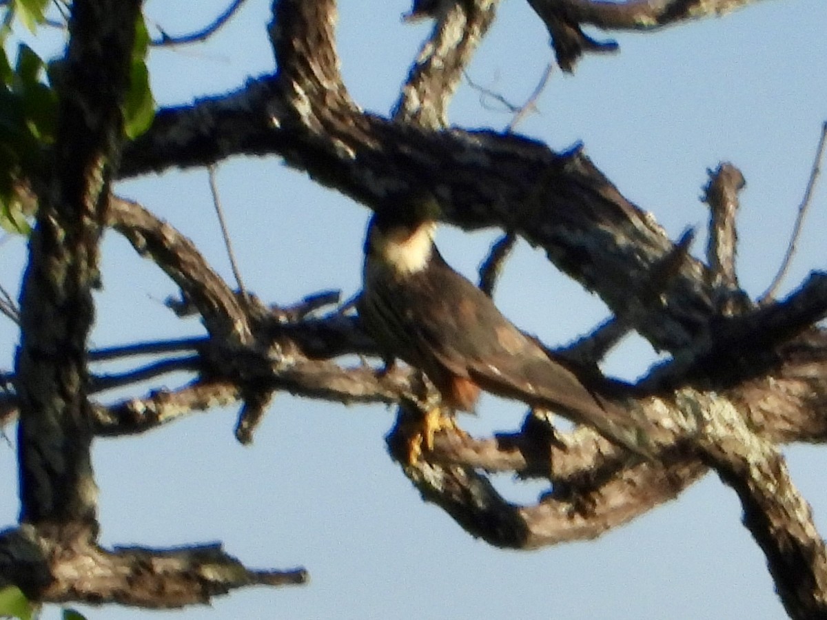 Eurasian Hobby - ML646822562