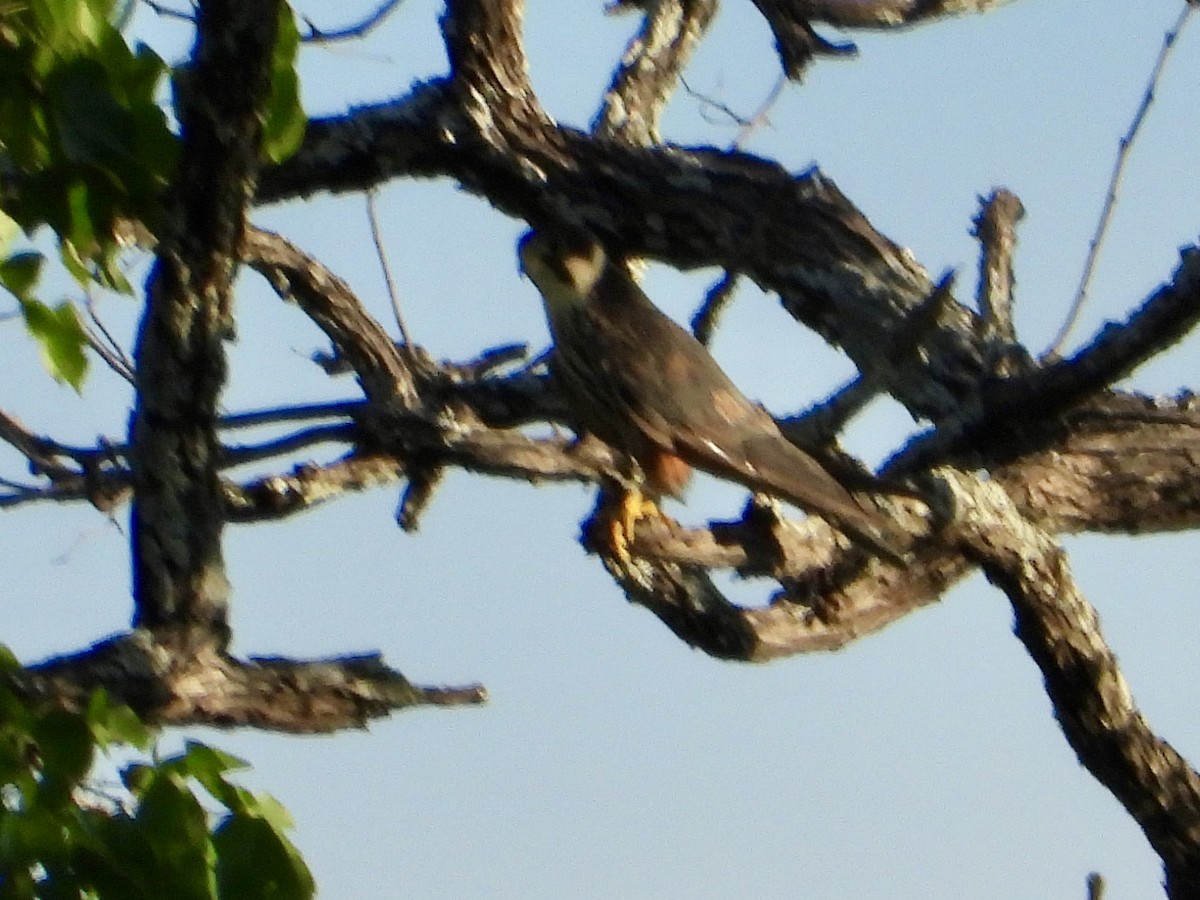 Eurasian Hobby - ML646822563