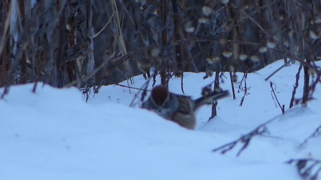 strnádka pokřovní - ML646822564