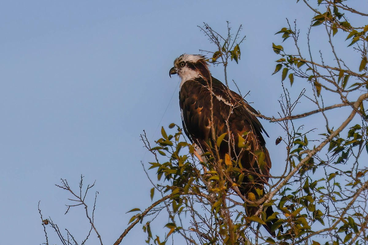 Osprey (American) - ML646822565
