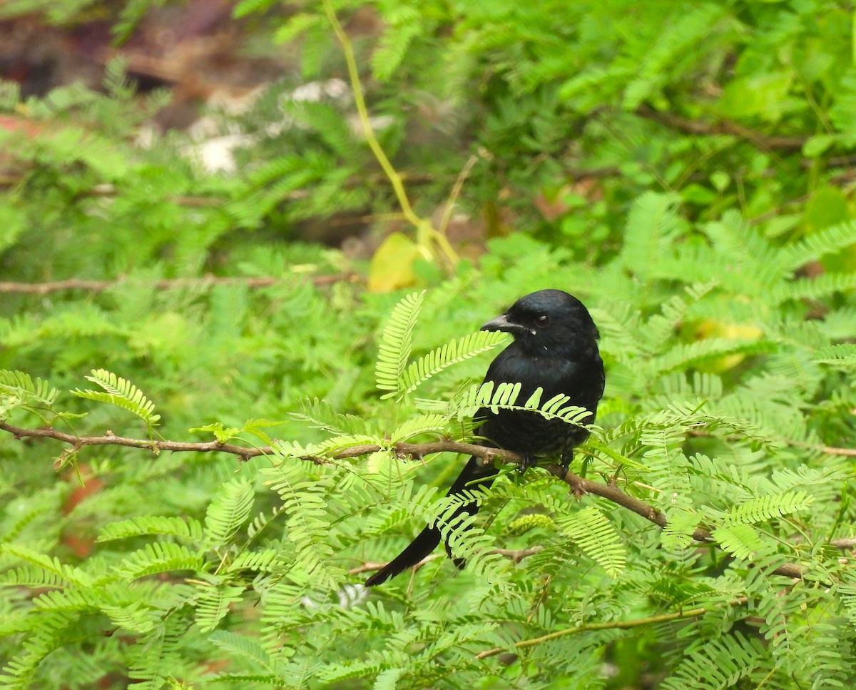 Black Drongo - ML646822566