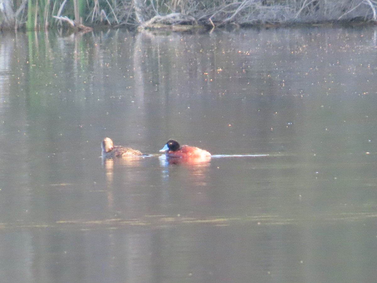 Blue-billed Duck - ML646822567