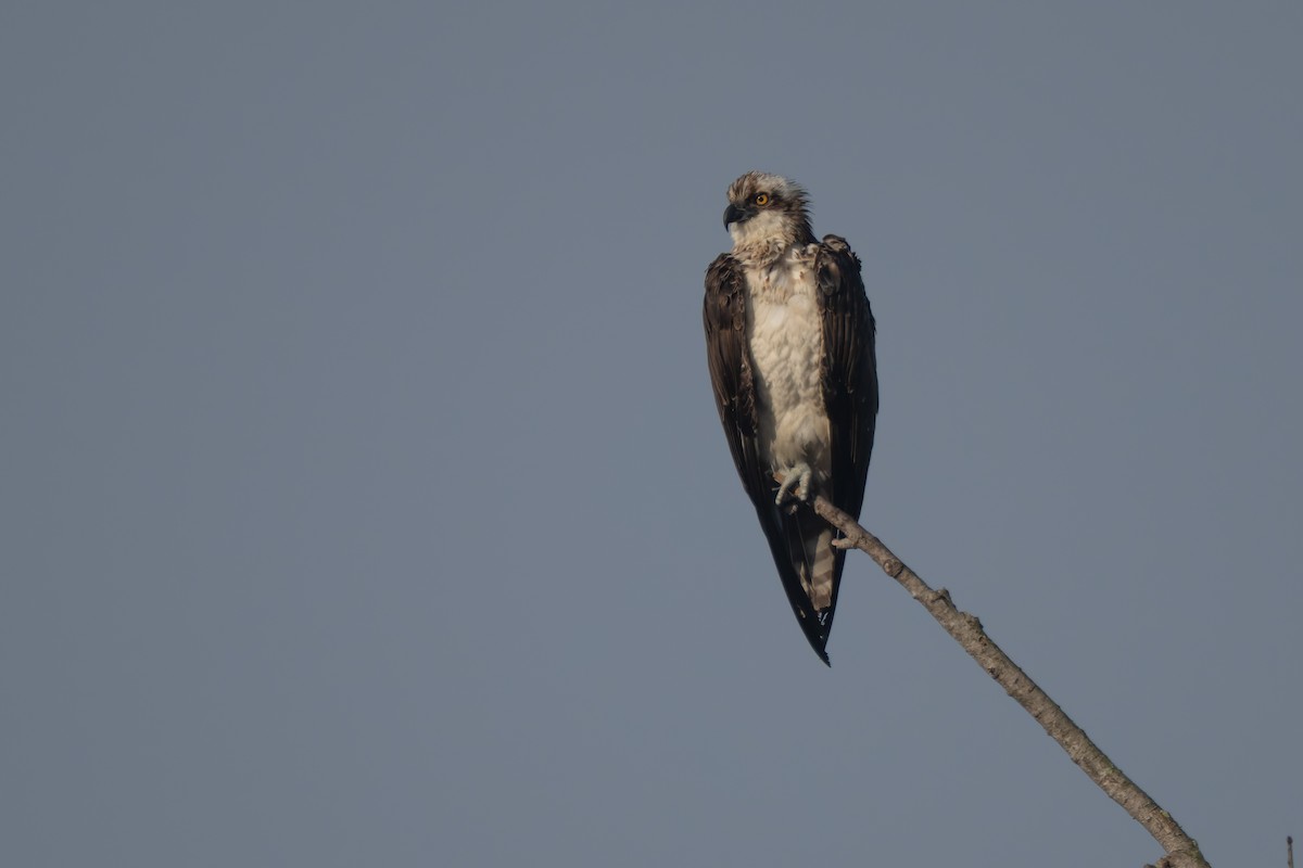 Osprey - ML646822568