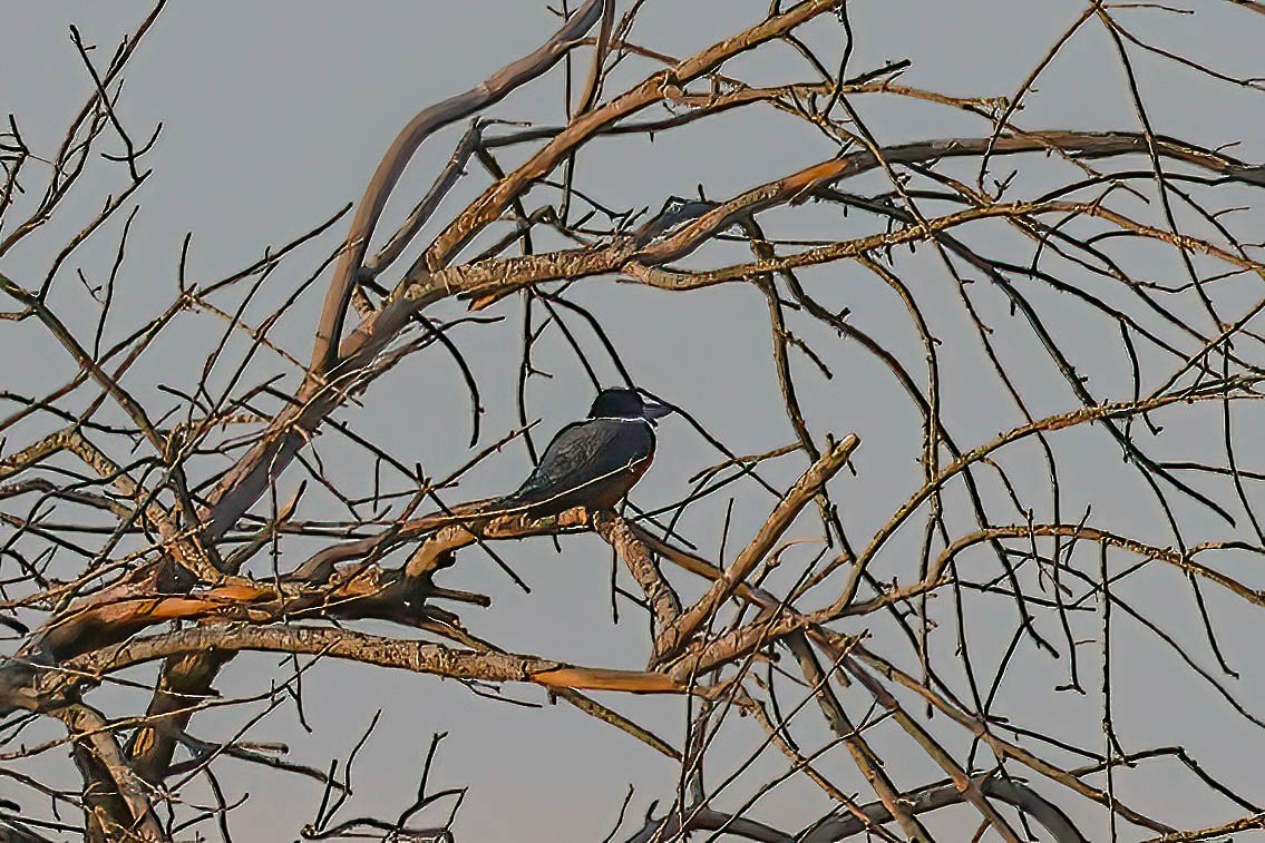 Ringed Kingfisher - ML646822569
