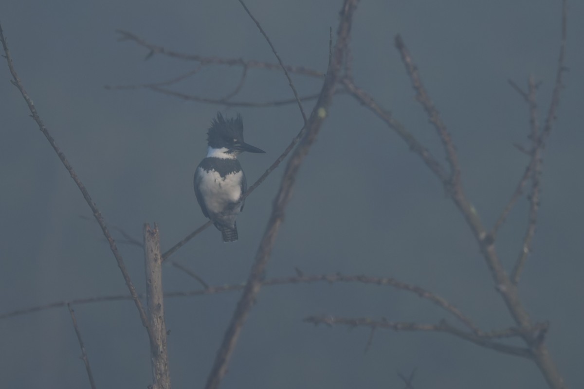Belted Kingfisher - ML646822570