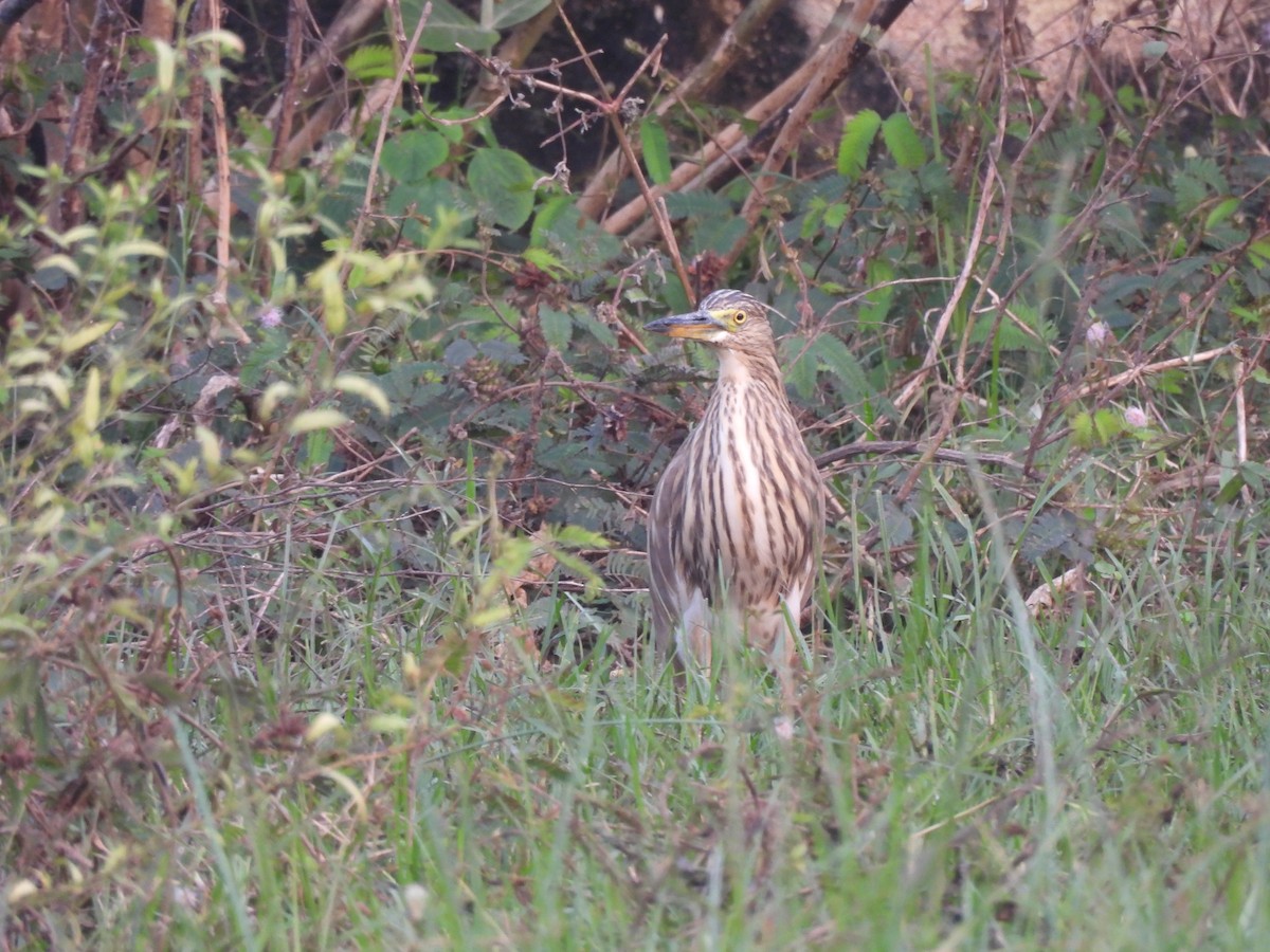 Indian Pond-Heron - ML646822571