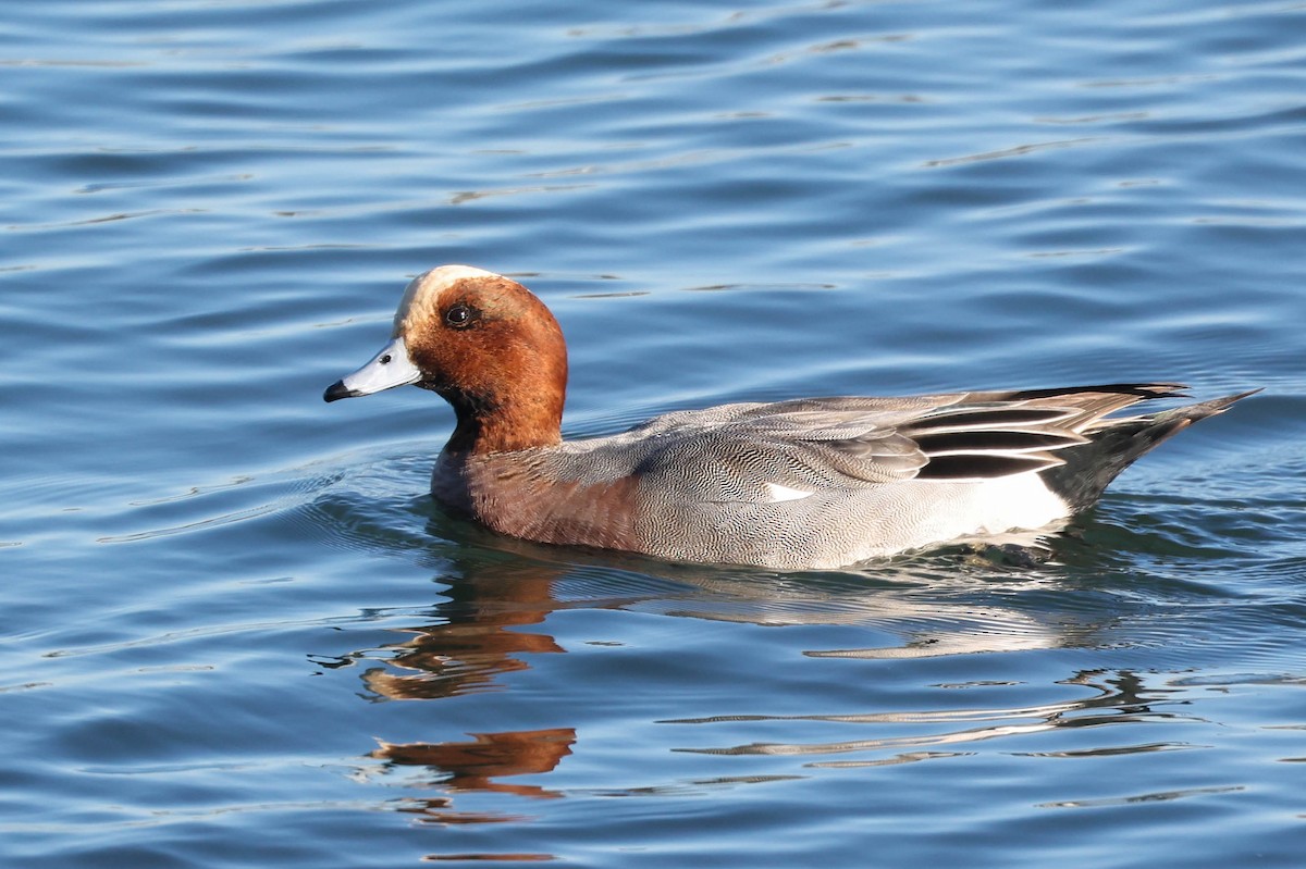Eurasian Wigeon - ML646822572