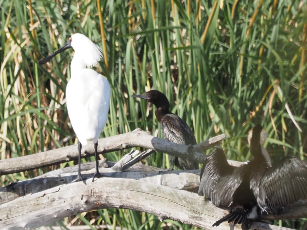 Royal Spoonbill - ML646822573