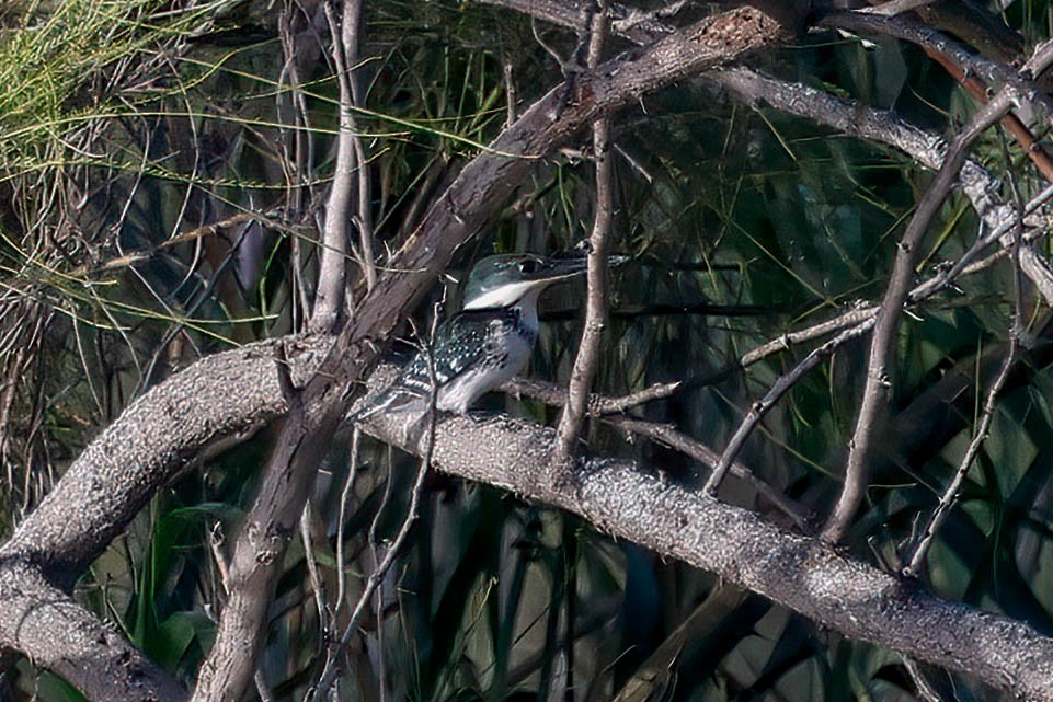 Green Kingfisher - ML646822574