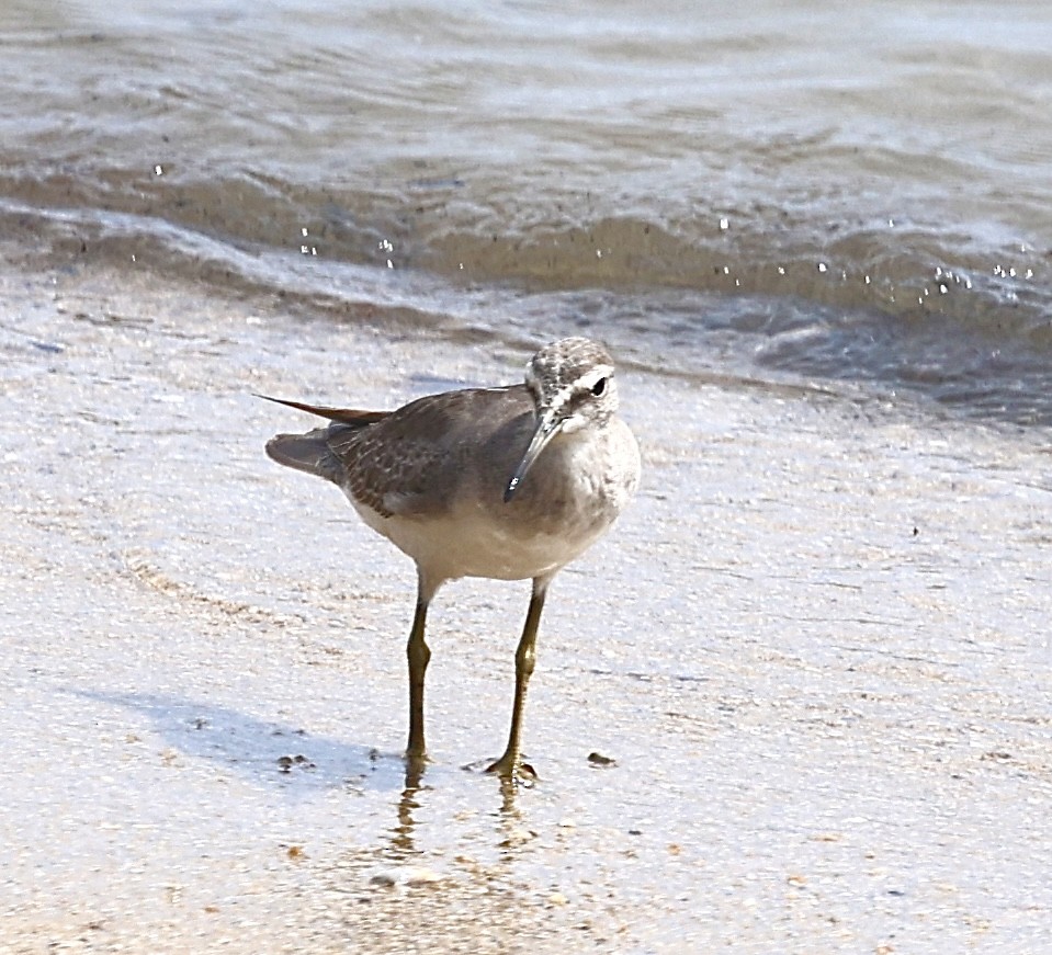 Gray-tailed Tattler - ML646822575