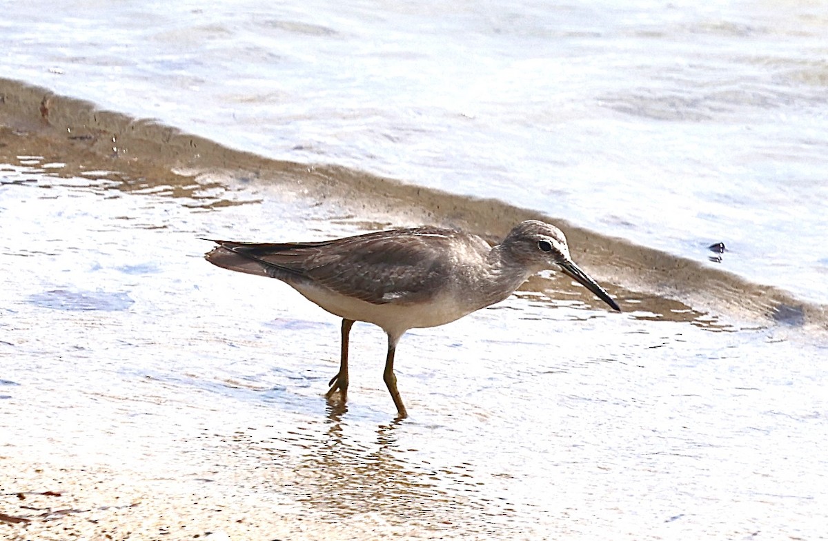 Gray-tailed Tattler - ML646822576