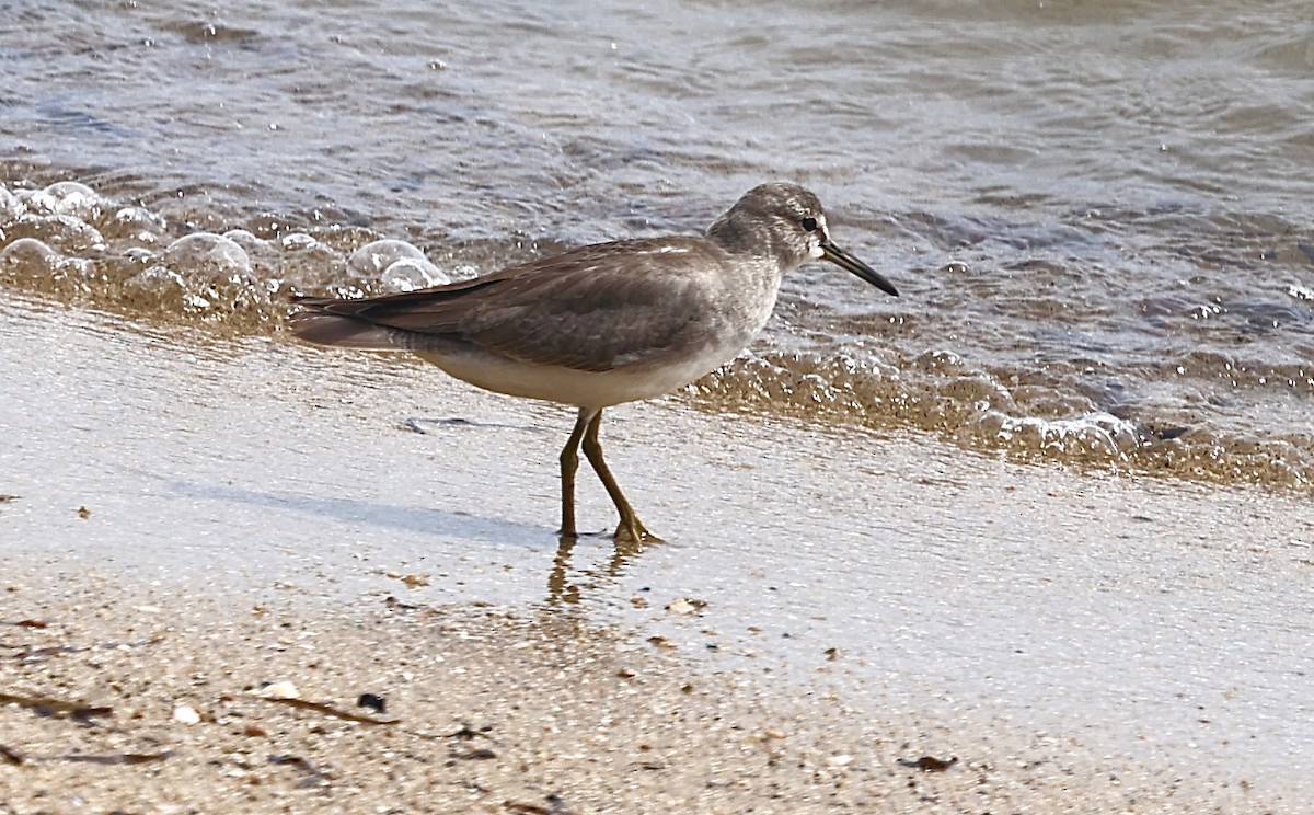 Gray-tailed Tattler - ML646822577