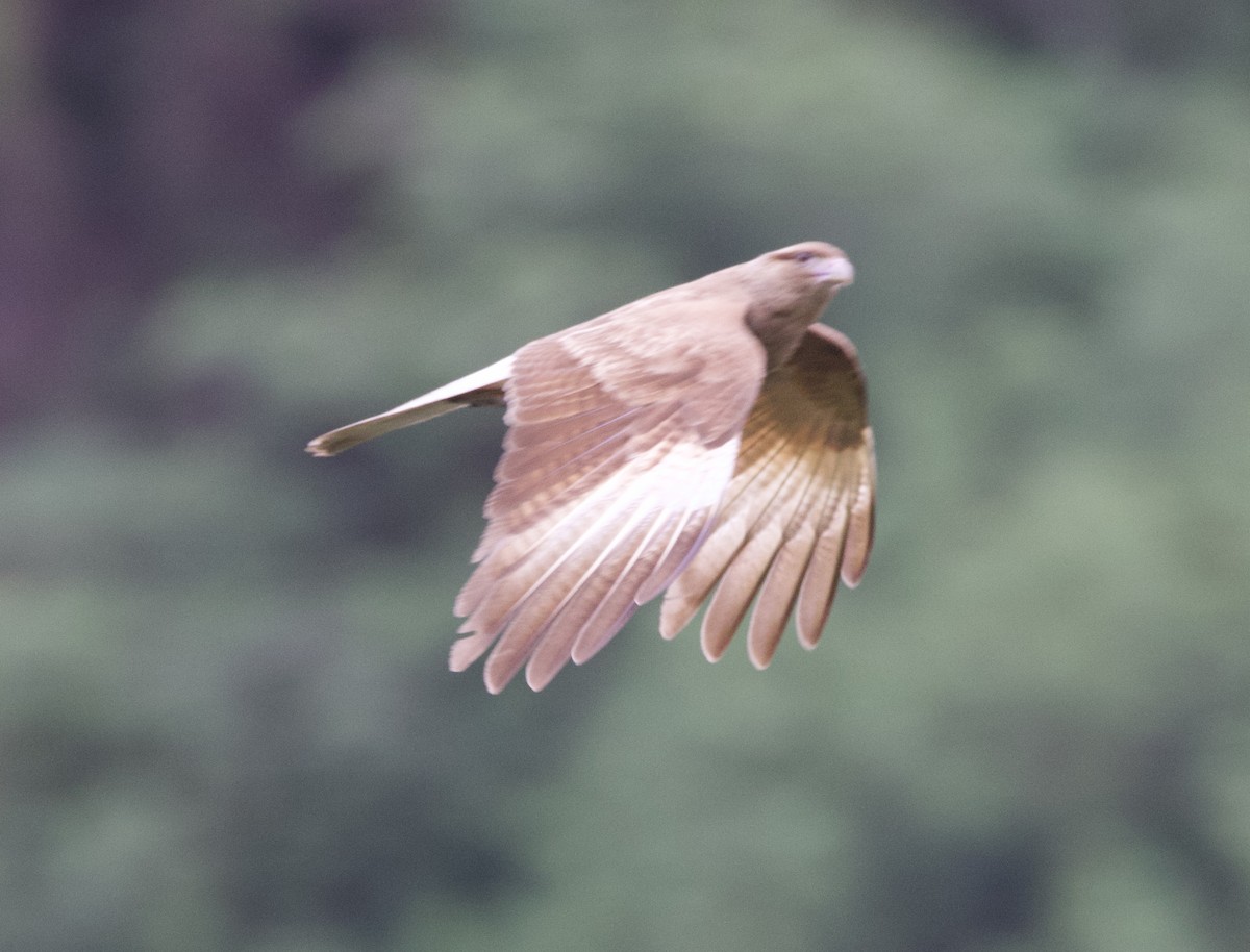 Chimango Caracara - ML646822579