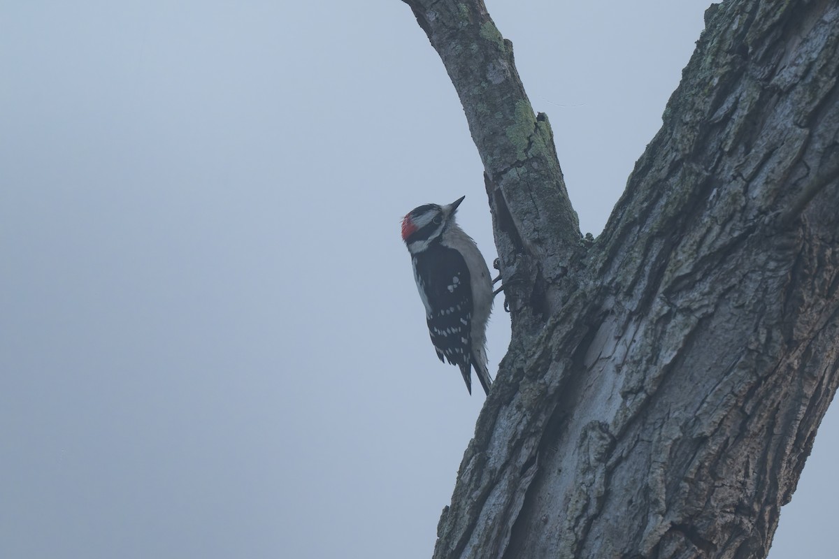 Downy Woodpecker - ML646822580