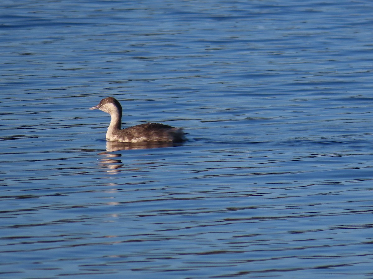 Zampullín Canoso - ML646822581