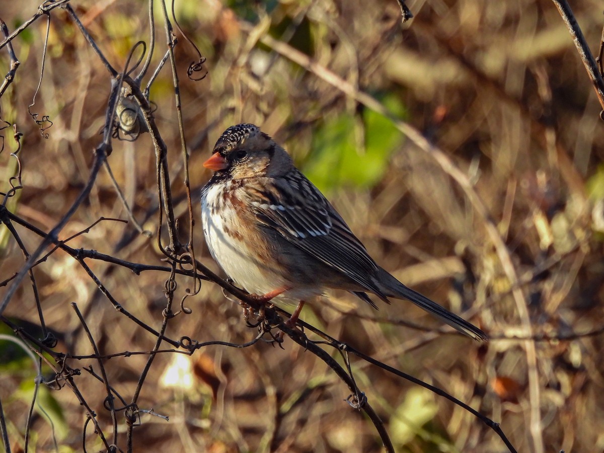 Harris's Sparrow - ML646822582