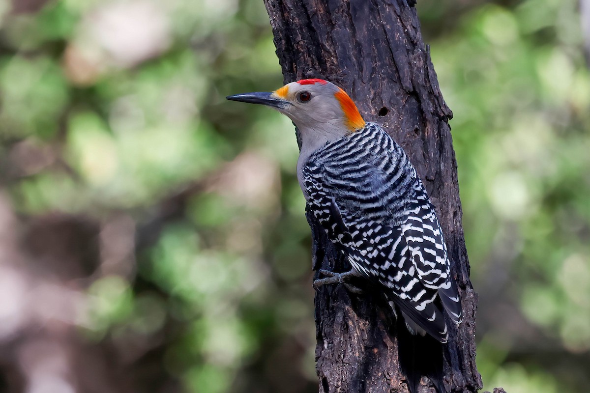 Golden-fronted Woodpecker - ML646822584