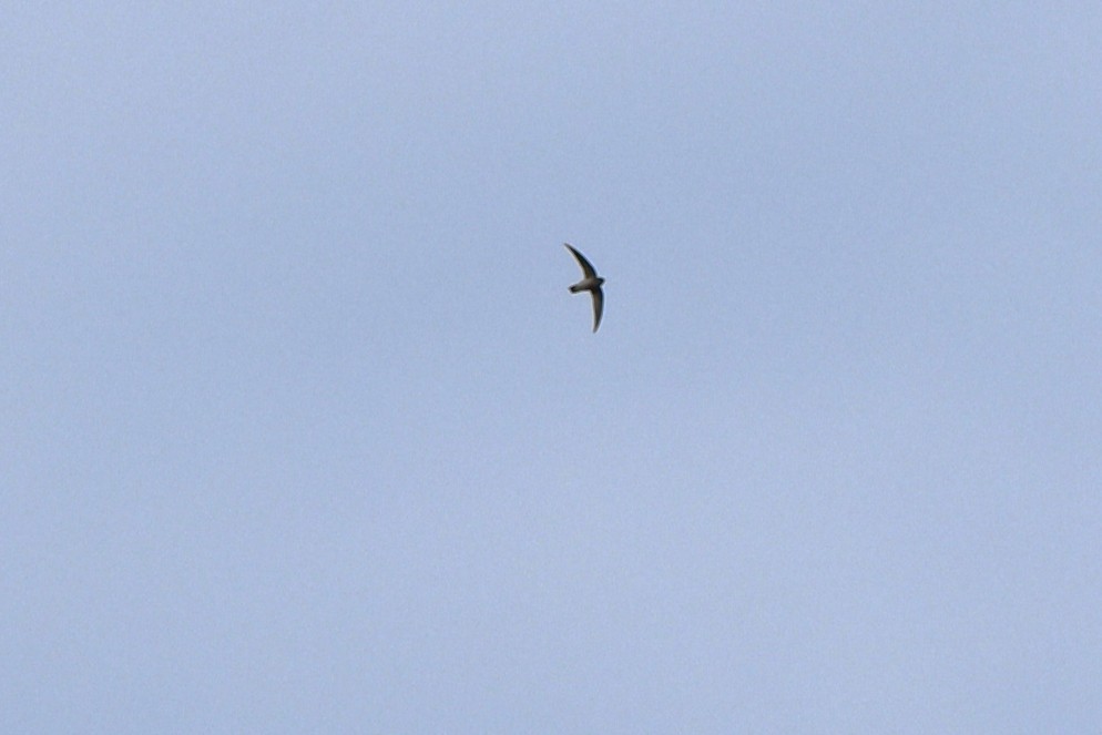 White-nest Swiftlet - ML646822585