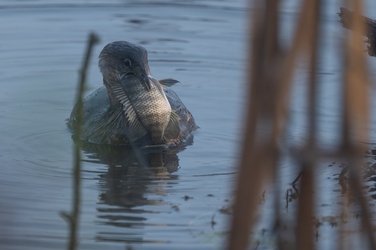 オビハシカイツブリ - ML646822589