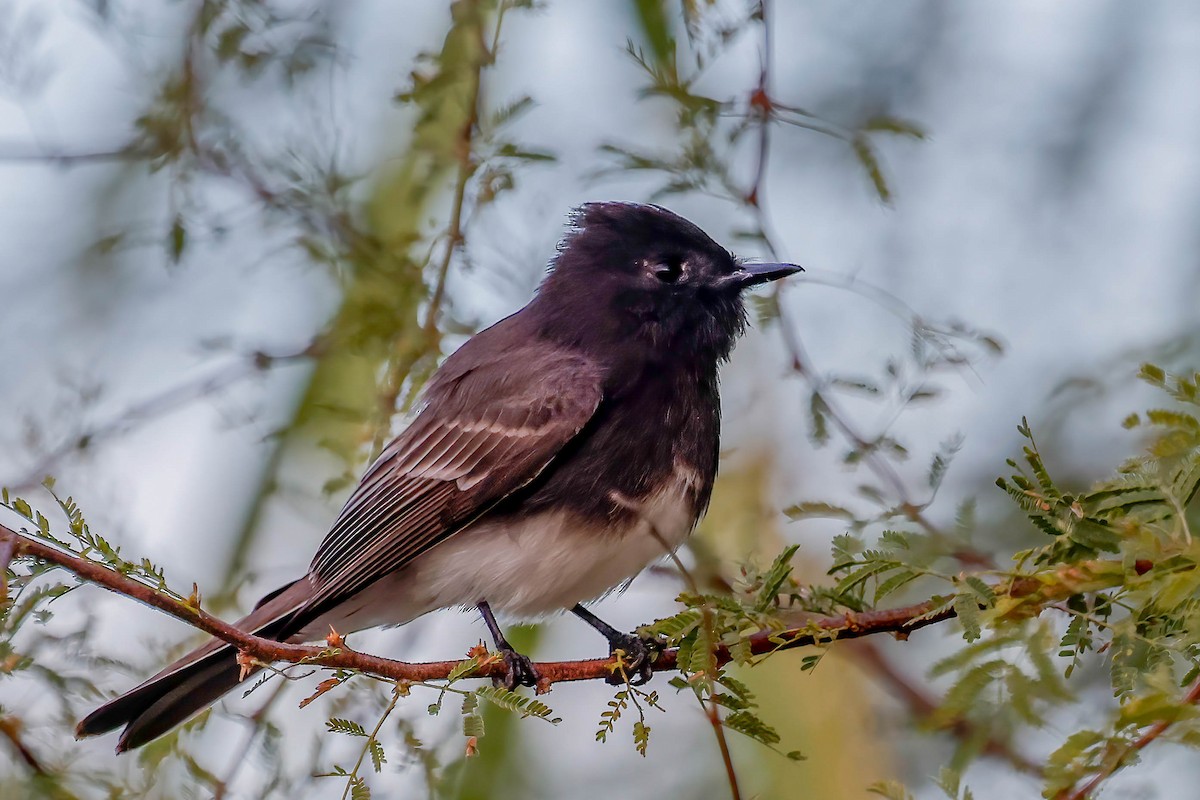 Black Phoebe - ML646822590