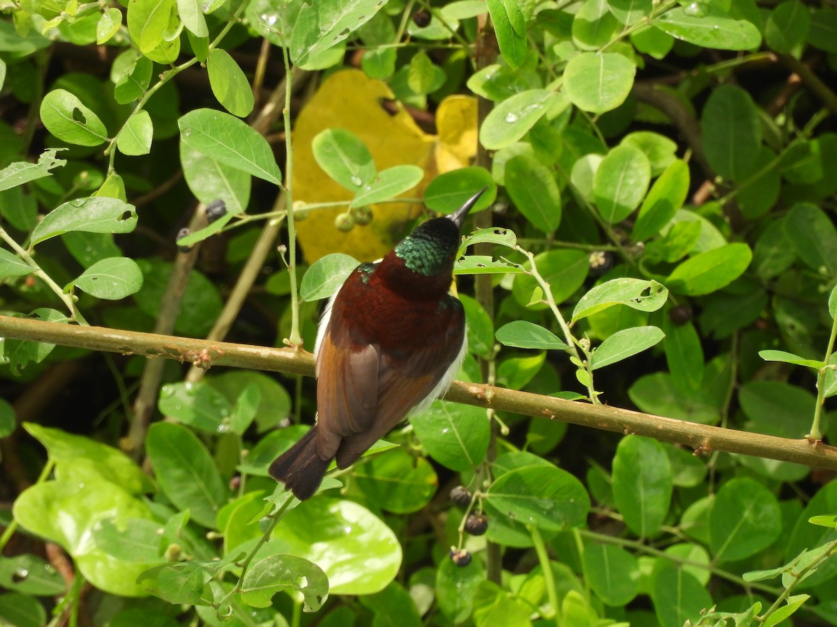 Purple-rumped Sunbird - ML646822592