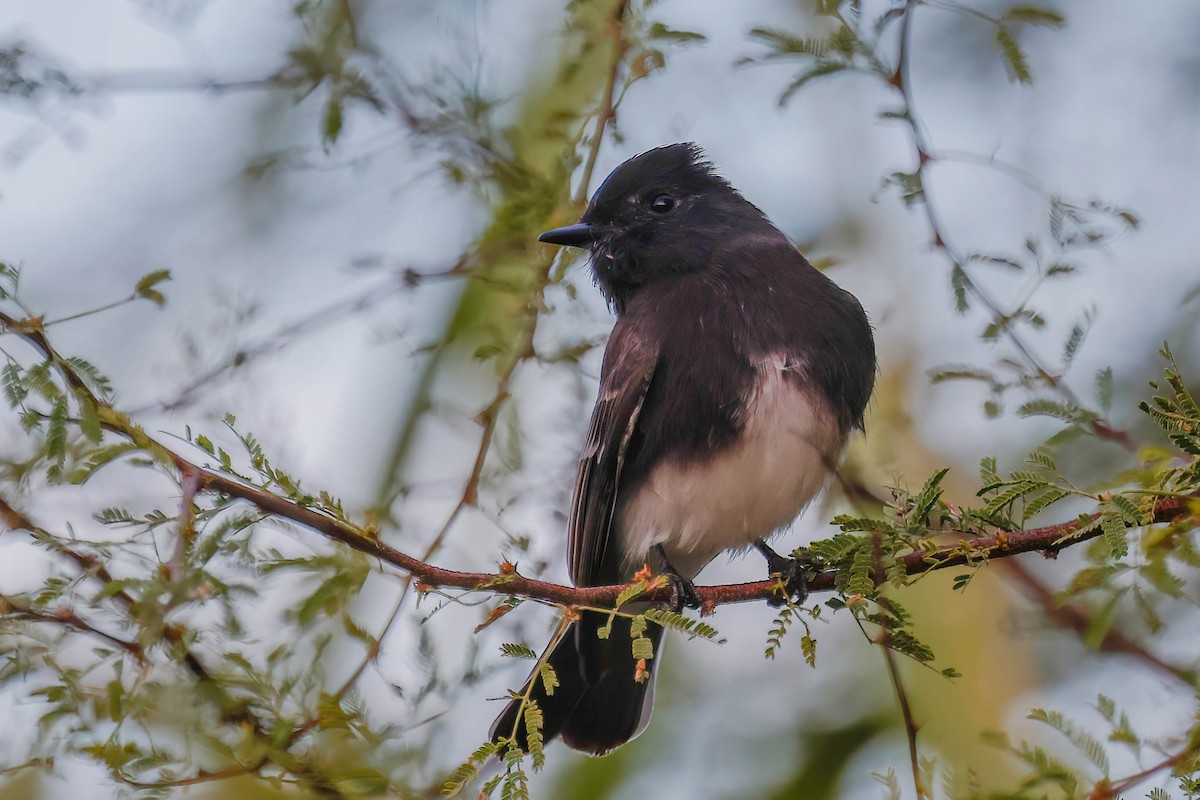 Black Phoebe - ML646822593