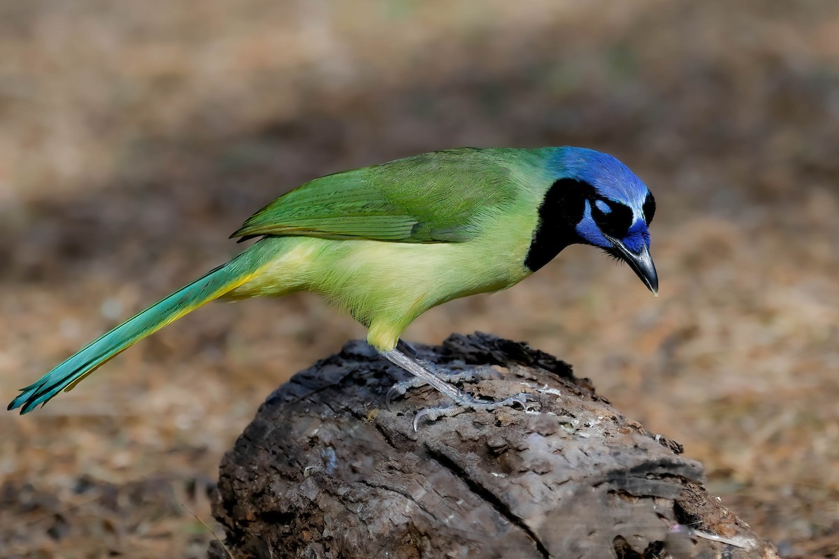 Green Jay - ML646822599