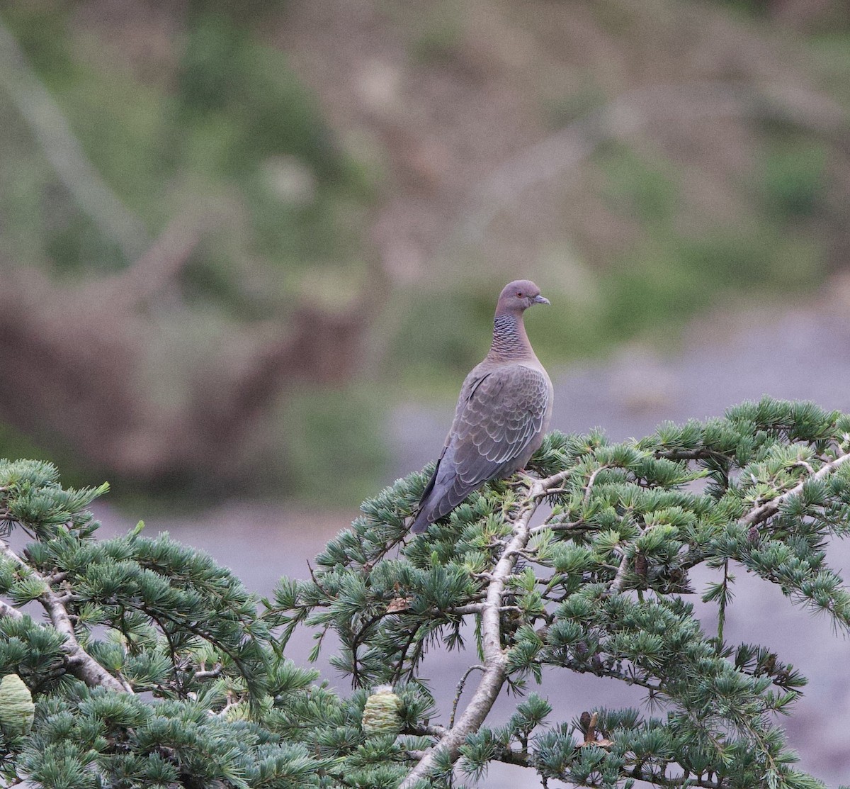 Picazuro Pigeon - ML646822600