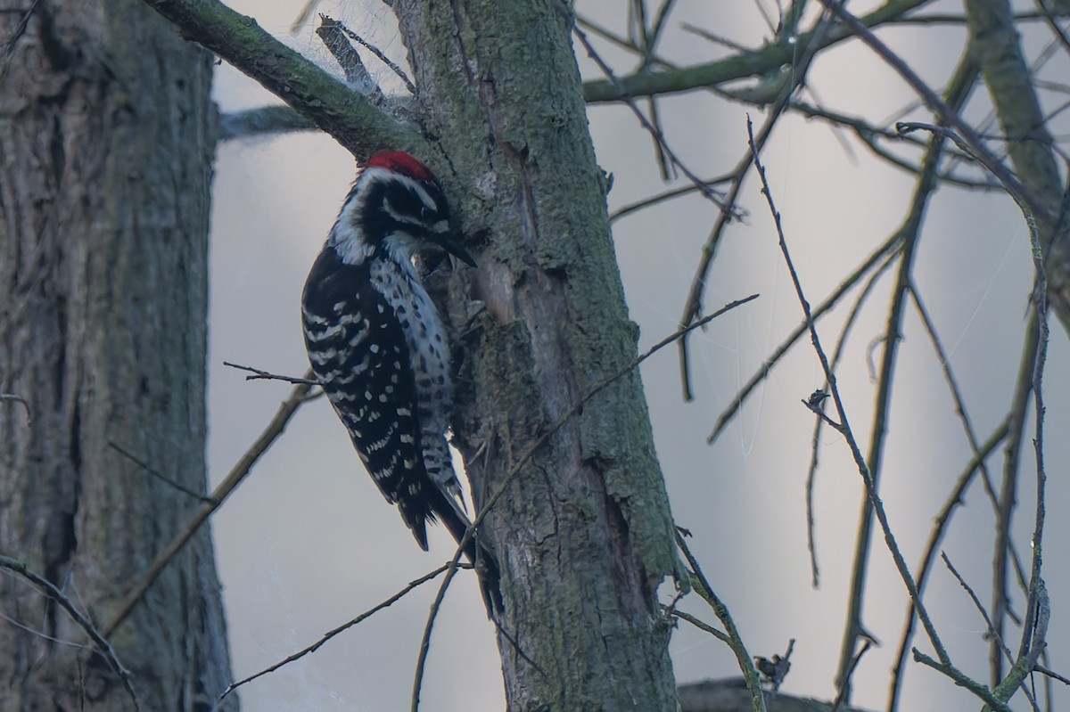 Калифорнийский дятел - ML646822601