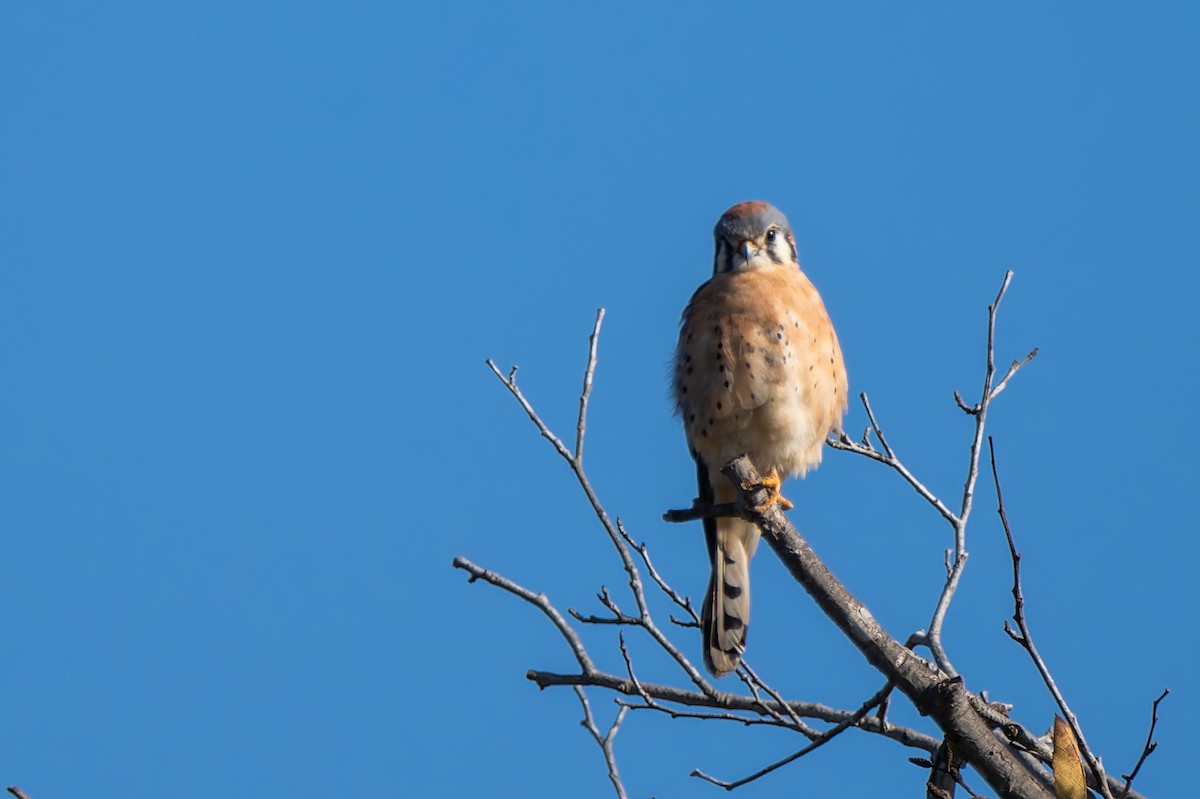Воробьиная пустельга - ML646822602