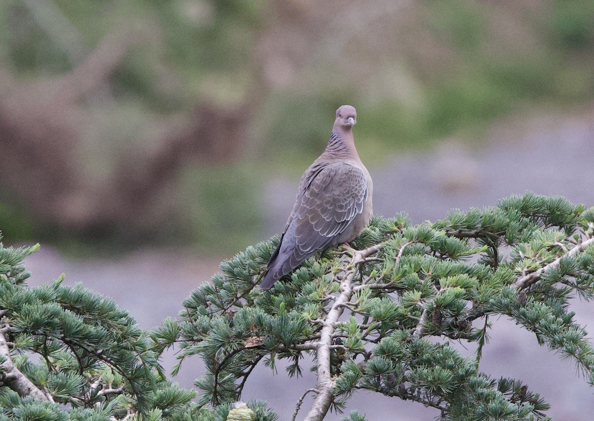 Picazuro Pigeon - ML646822604