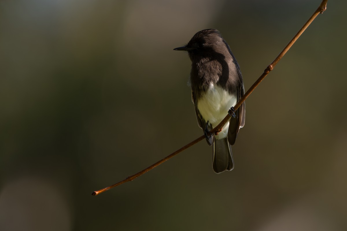 Чёрный фиби - ML646822606