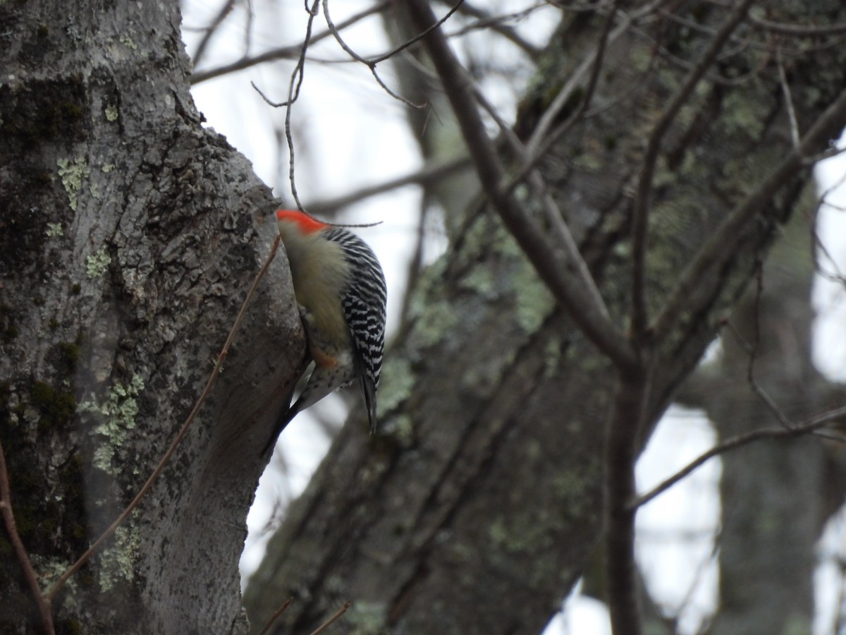 Каролинский дятел - ML646822607