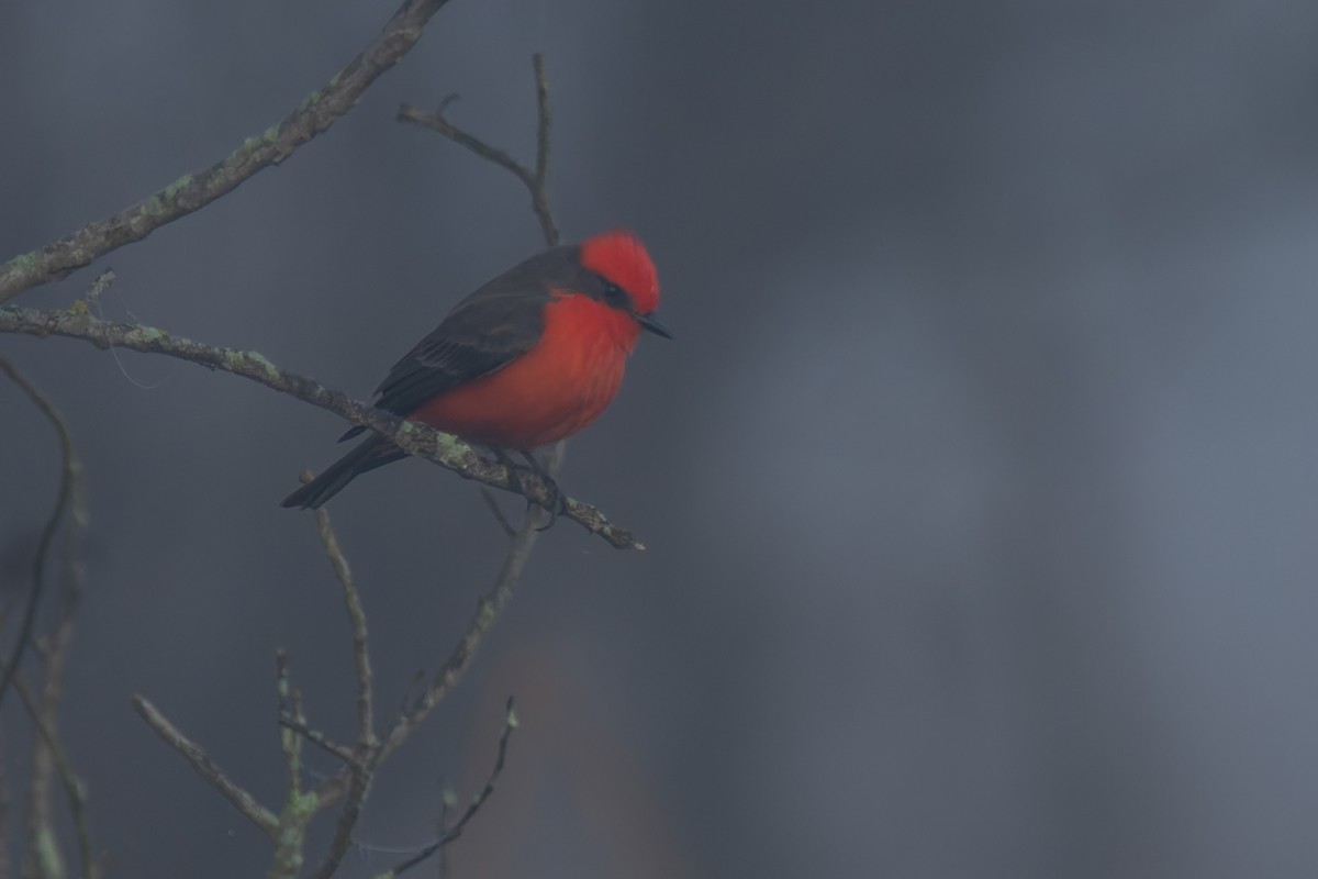 Vermilion Flycatcher - ML646822609