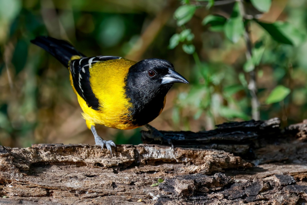 Audubon's Oriole - ML646822611