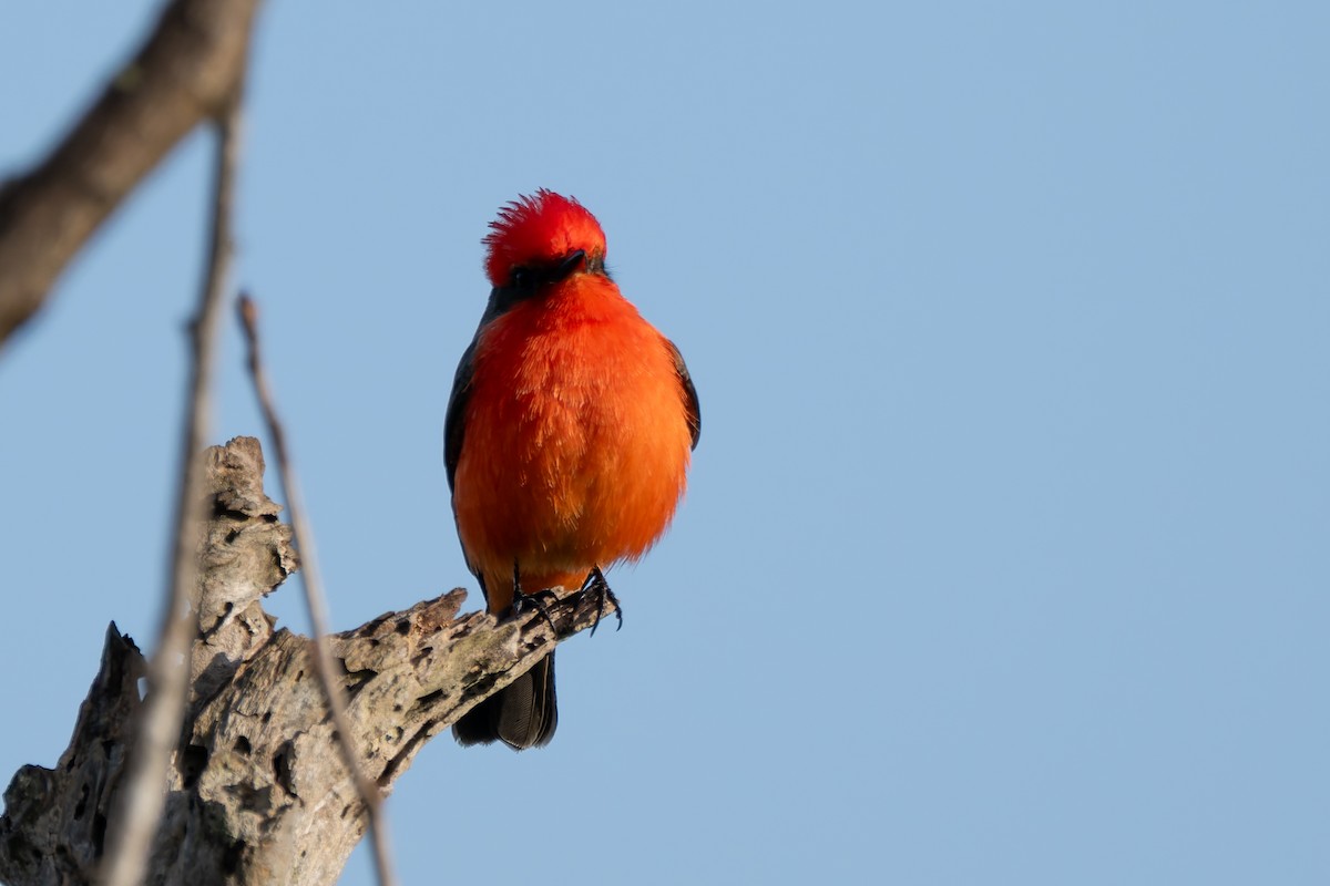 Vermilion Flycatcher - ML646822612