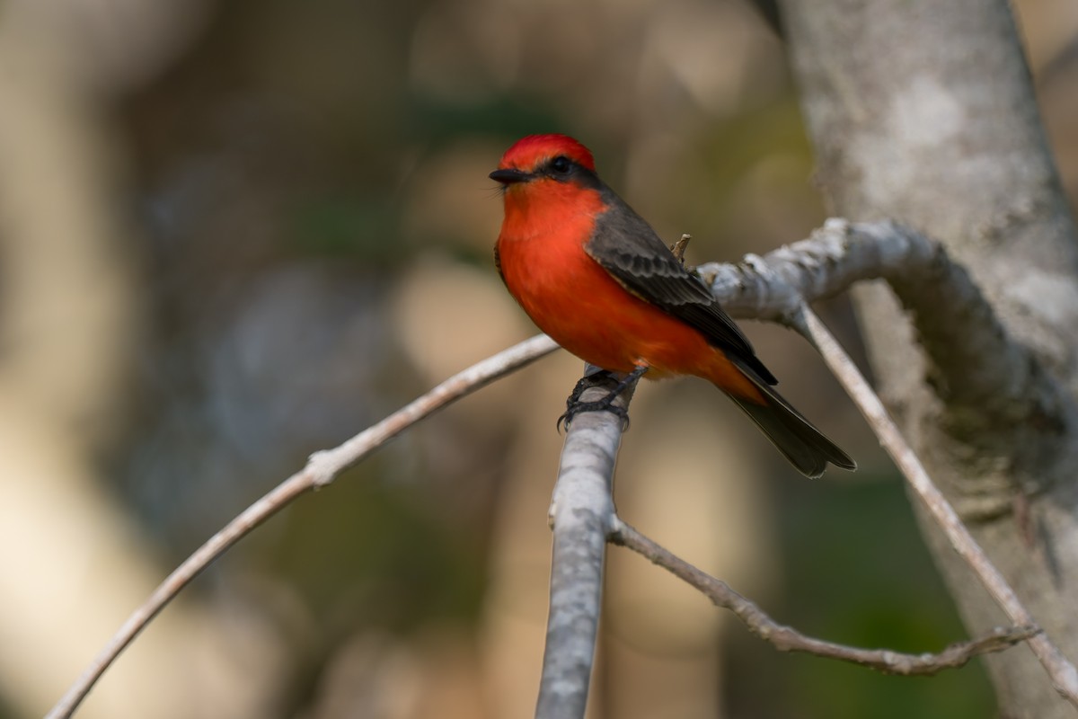 Vermilion Flycatcher - ML646822613