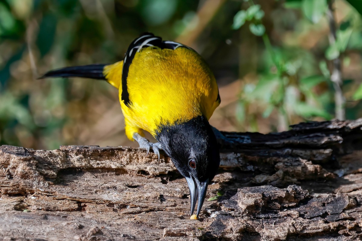 Audubon's Oriole - ML646822614