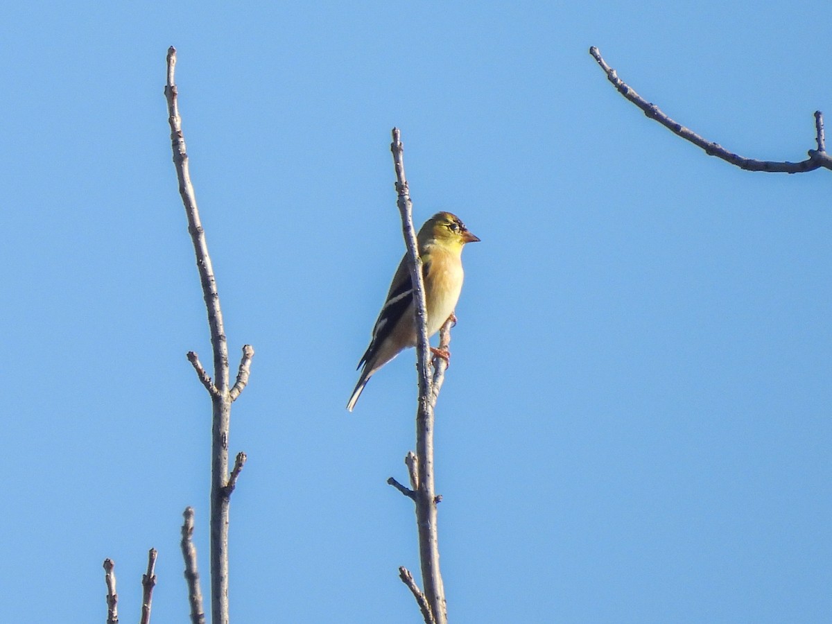 Американский чиж - ML646822615