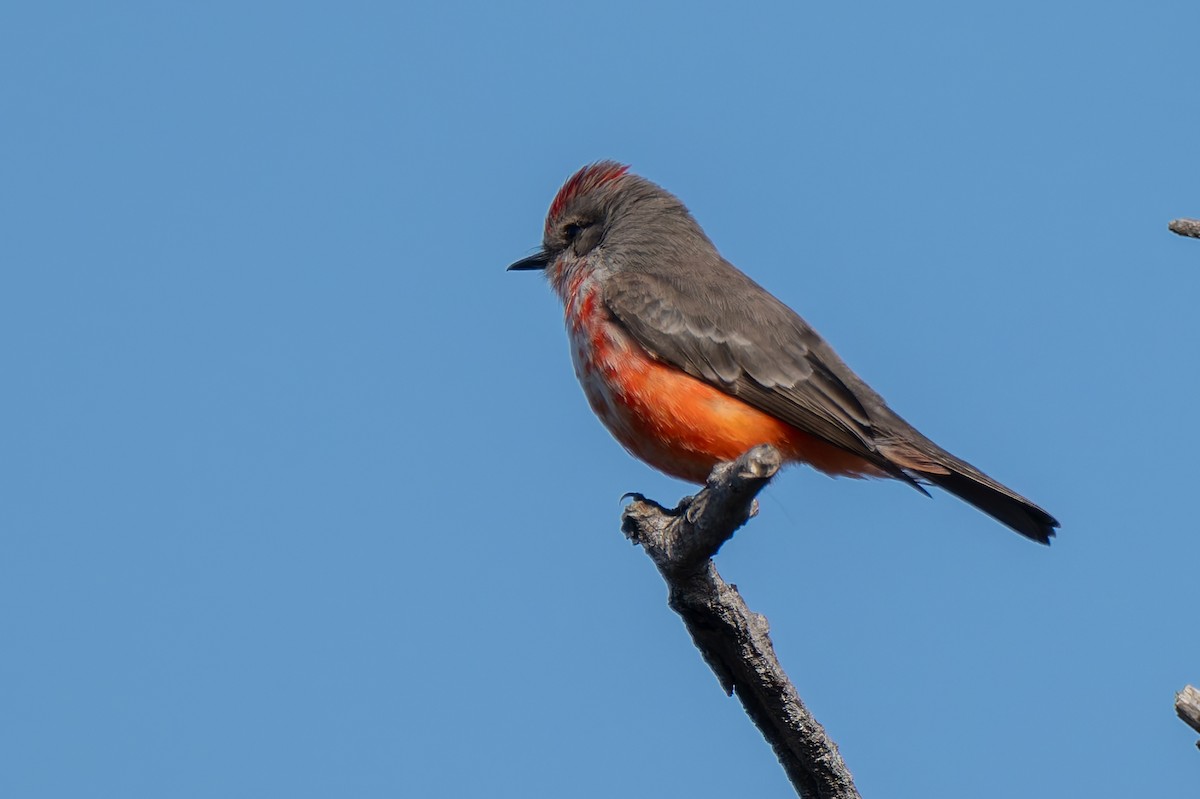 Vermilion Flycatcher - ML646822617