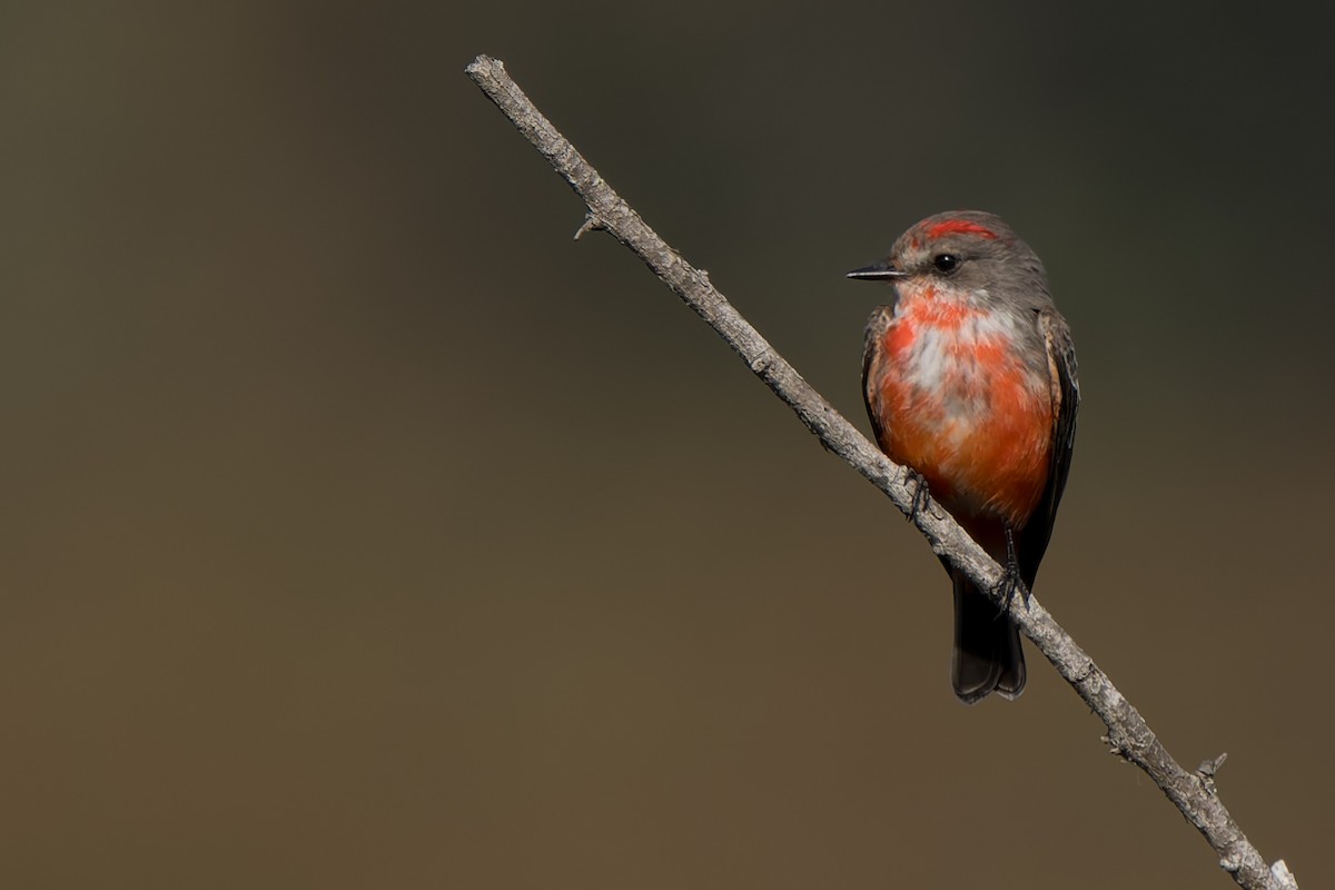 Vermilion Flycatcher - ML646822619