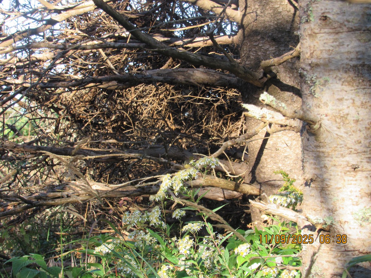 Северная желтогрудка - ML646822620