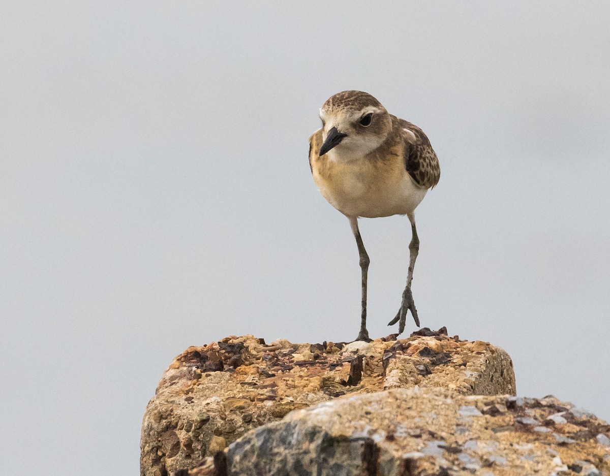 Tibet Cılıbıtı - ML646822621