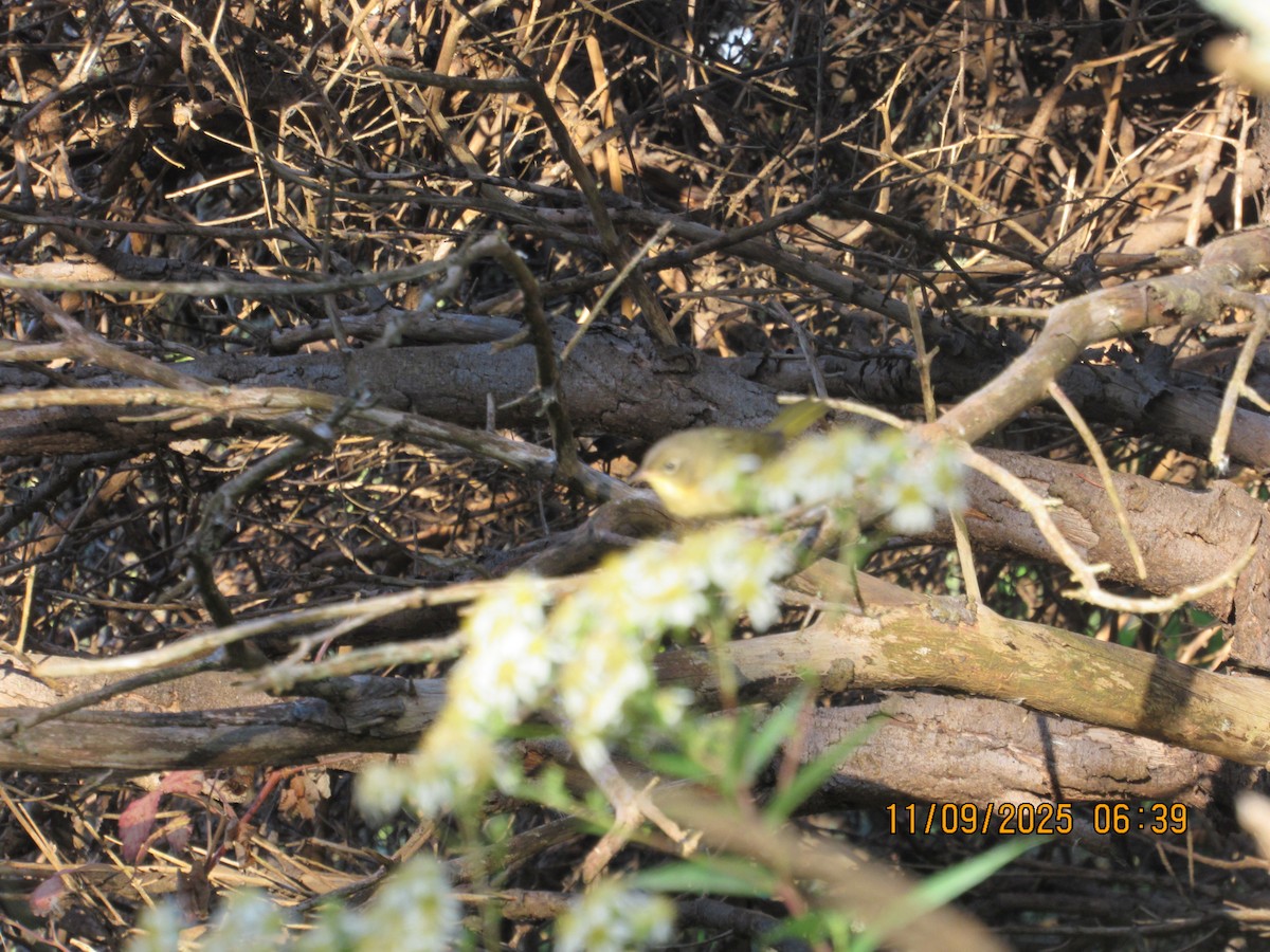 Северная желтогрудка - ML646822622