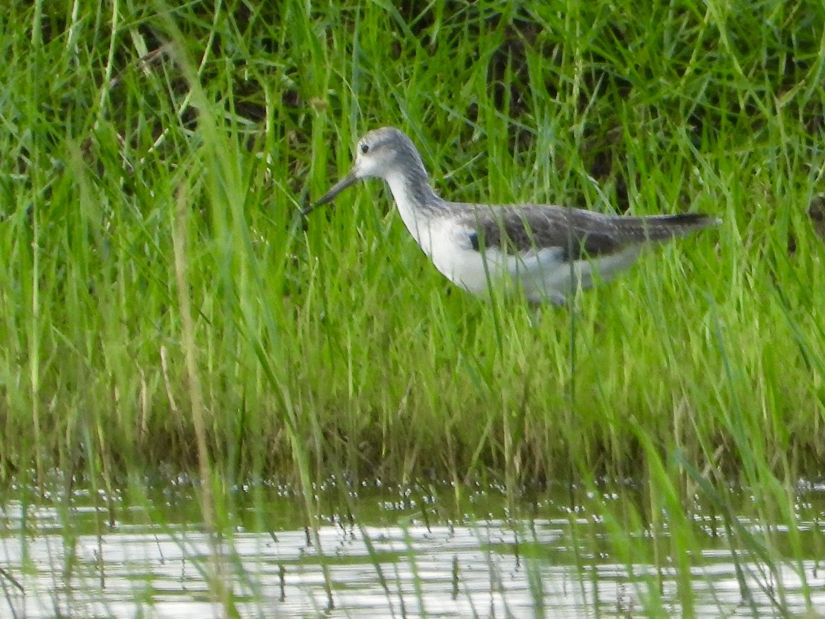 Большой улит - ML646822625