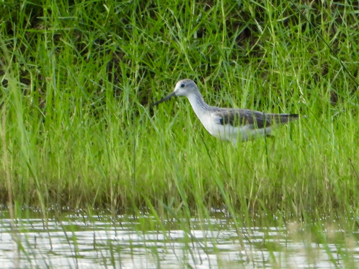 Большой улит - ML646822626